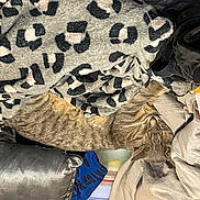 Demon is registered to the contest to win money with this photo: bag, bedding, camouflage, comfort, couch, fashion_accessory, fashion_design, felidae, fur, grey, hat, human_leg, linens, military_camouflage, outerwear, pattern, room, sleeve, visual_arts, wood