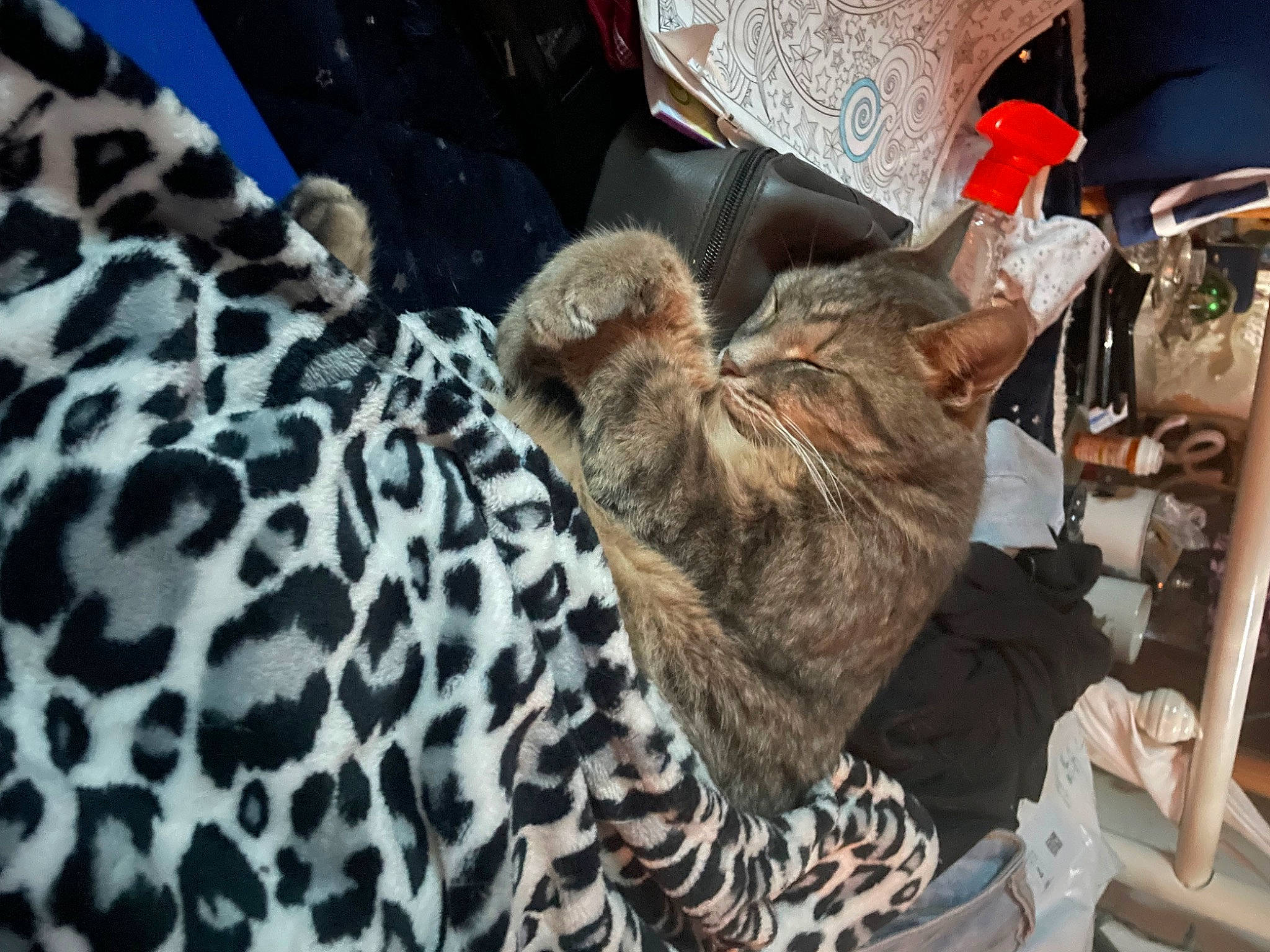 Demon is registered to the contest to win money with this photo: beak, camouflage, claw, comfort, domestic_short_haired_cat, fawn, feather, felidae, fur, fur_clothing, houseplant, linens, military_camouflage, pattern, small_to_medium_sized_cats, sporting_group, tail, terrestrial_animal, whiskers, wildlife