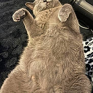 Smokey joined the competition — help win amazing prizes! cat, gray_cat, sleeping, fluffy, pet, animal, paw, relaxed, cute, feline, lying_down, indoor, cozy, fur, whiskers, teeth, closeup, resting, soft, domestic_cat