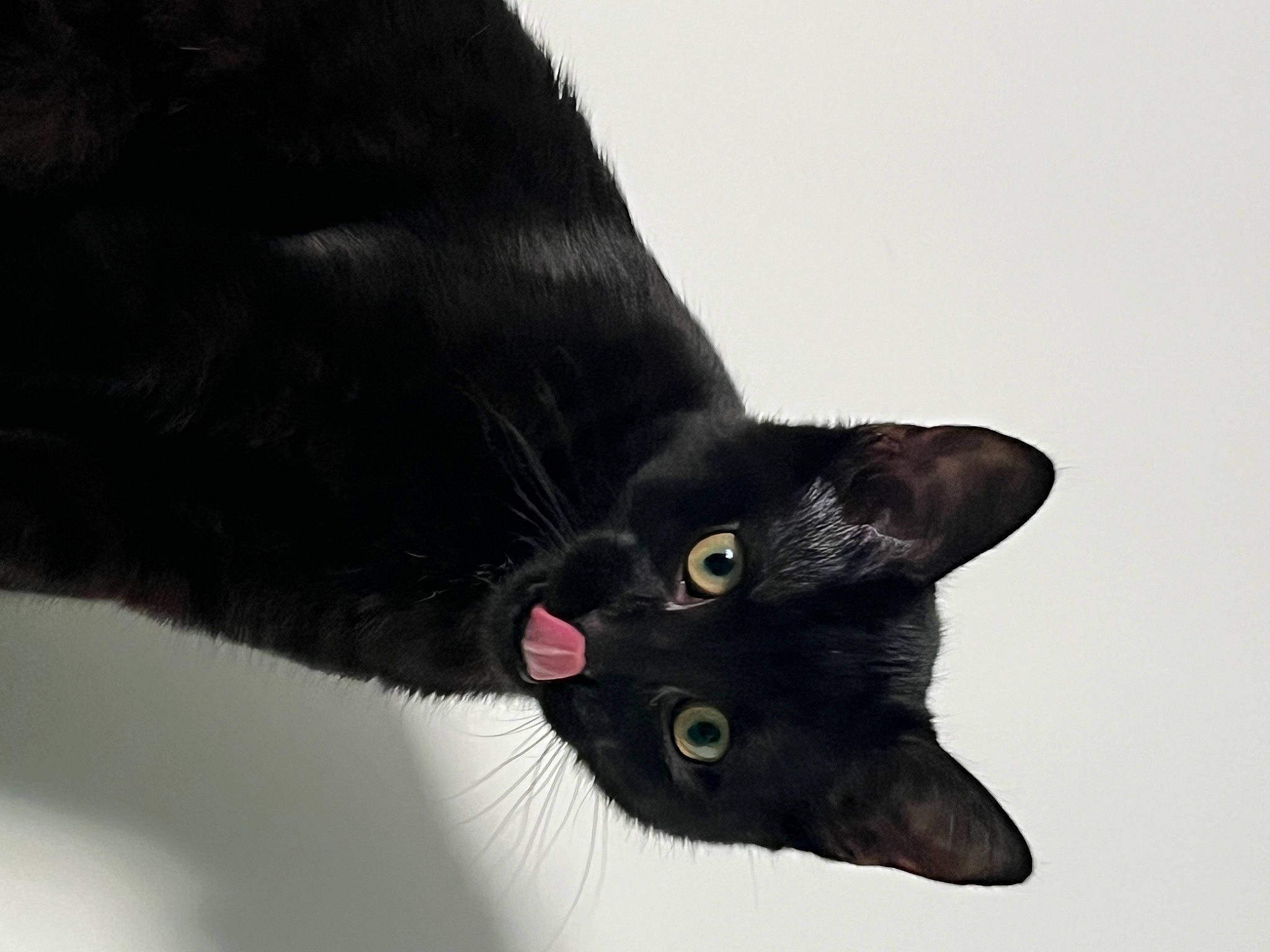 Karl participe au concours pour gagner de l'argent avec cette photo : black_cat, bombay, carnivore, cat, domestic_short_haired_cat, felidae, fur, plant, small_to_medium_sized_cats, snout, whiskers