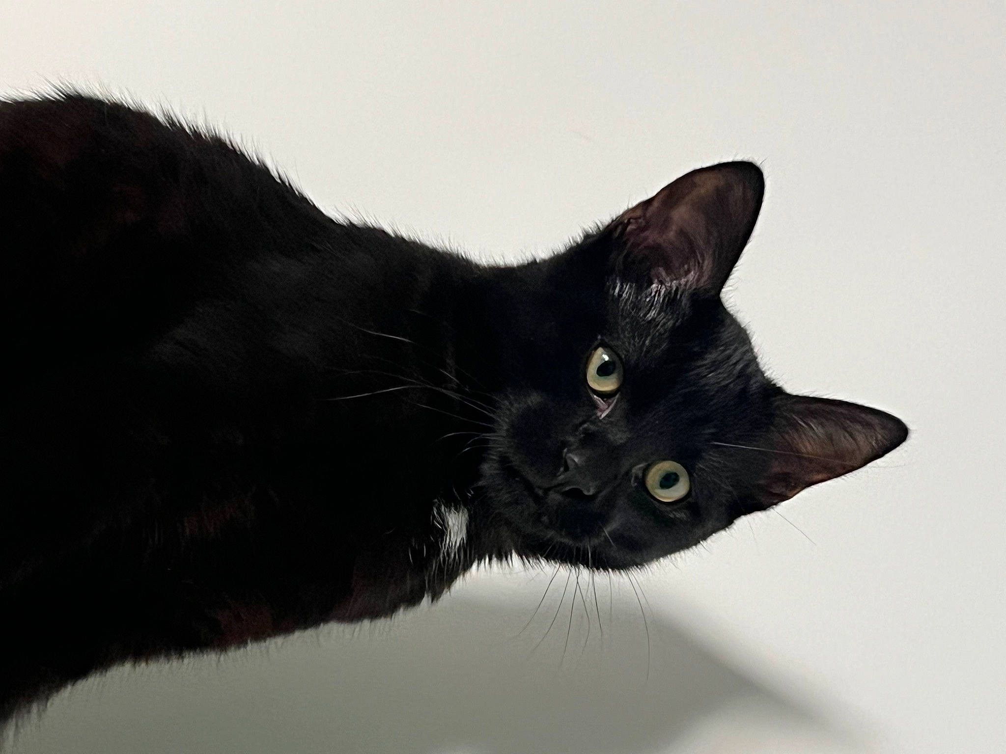 Karl a rejoint le concours — aidez-le/la à gagner de superbes lots ! black_cat, bombay, carnivore, cat, domestic_short_haired_cat, felidae, fur, small_to_medium_sized_cats, snout, tail, terrestrial_animal, whiskers