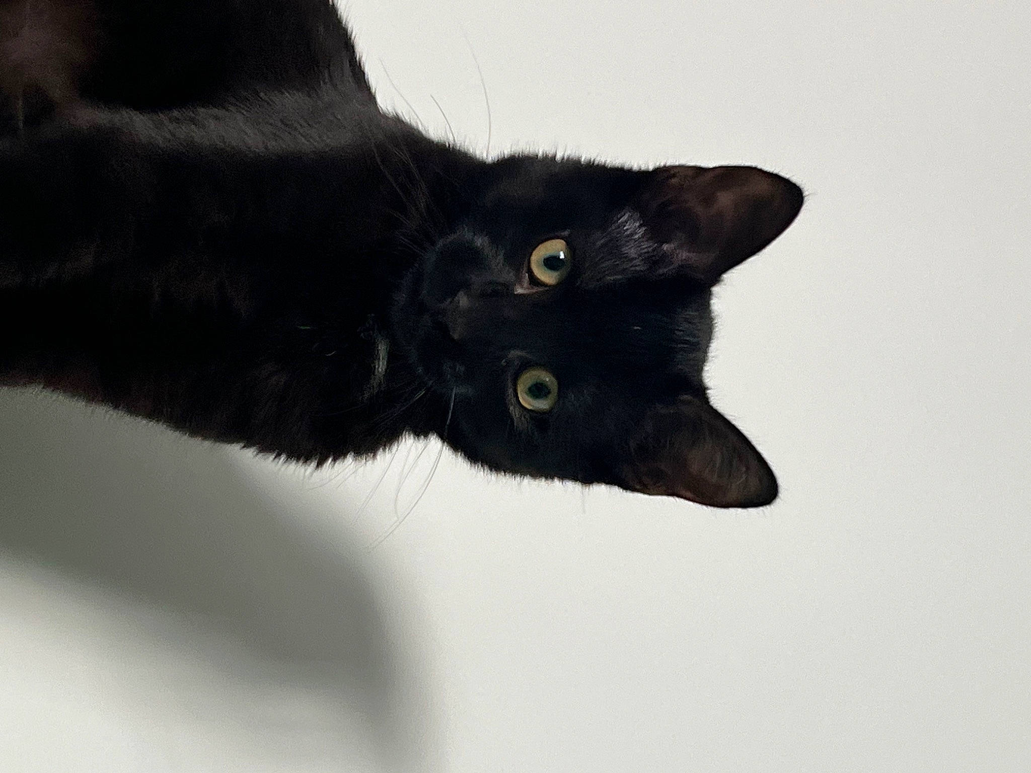 Karl a rejoint le concours — aidez-le/la à gagner de superbes lots ! black_cat, bombay, carnivore, cat, claw, domestic_short_haired_cat, felidae, fur, gesture, plant, small_to_medium_sized_cats, snout, tail, terrestrial_animal, tree, whiskers