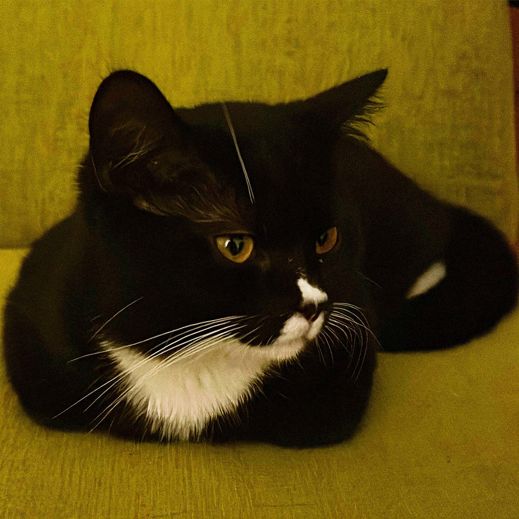 Bow is registered to the contest to win money with this photo: black_cat, carnivore, cat, comfort, domestic_short_haired_cat, felidae, fur, small_to_medium_sized_cats, snout, tail, terrestrial_animal, whiskers