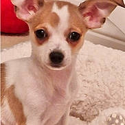 Cricket is registered to the contest to win money with this photo: animal, blanket, brown, companion, cozy, cushion, cute, dog, domestic, ears, face, fur, indoor, looking, pet, puppy, small, soft, white, young