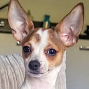 Cricket joined the competition — help win amazing prizes! attentive, brown_and_white, chihuahua, close_up, companion, couch, cute, dog, domestic_animal, ears, eyes, fur, indoor, living_room, looking_at_camera, nose, pet, portrait, sitting, small_dog