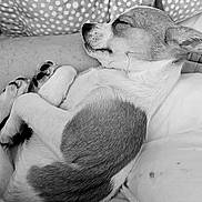 Cricket joined the competition — help win amazing prizes! dog, sleeping, curled_up, cozy, pet, indoor, blanket, pillow, resting, animal, cute, small_dog, fur, relaxing, companion, monochrome, black_and_white, napping, domestic_animal, peaceful