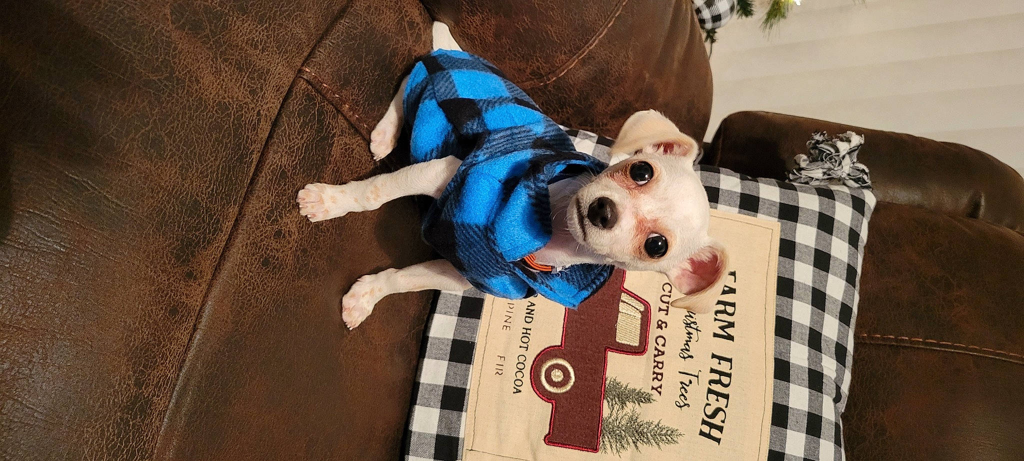 Tilin is registered to the contest to win money with this photo: carmine, carnivore, comfort, companion_dog, design, dog, dog_breed, dog_supply, electric_blue, fawn, flooring, fur, pattern, plush, stuffed_toy, tartan, textile, toy, wood, working_animal