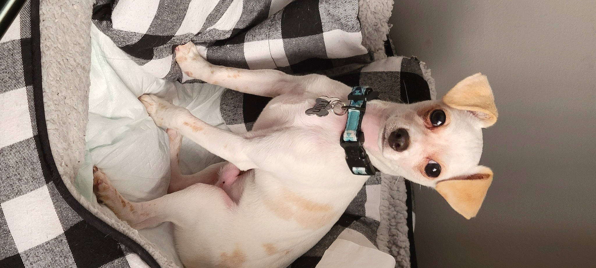 Tilin joined the competition — help win amazing prizes! carnivore, collar, companion_dog, dog, dog_breed, dog_collar, eyewear, fashion_accessory, fawn, fur, human_leg, knee, sleeve, snout, street_fashion, textile, thigh, white, working_animal, wrist