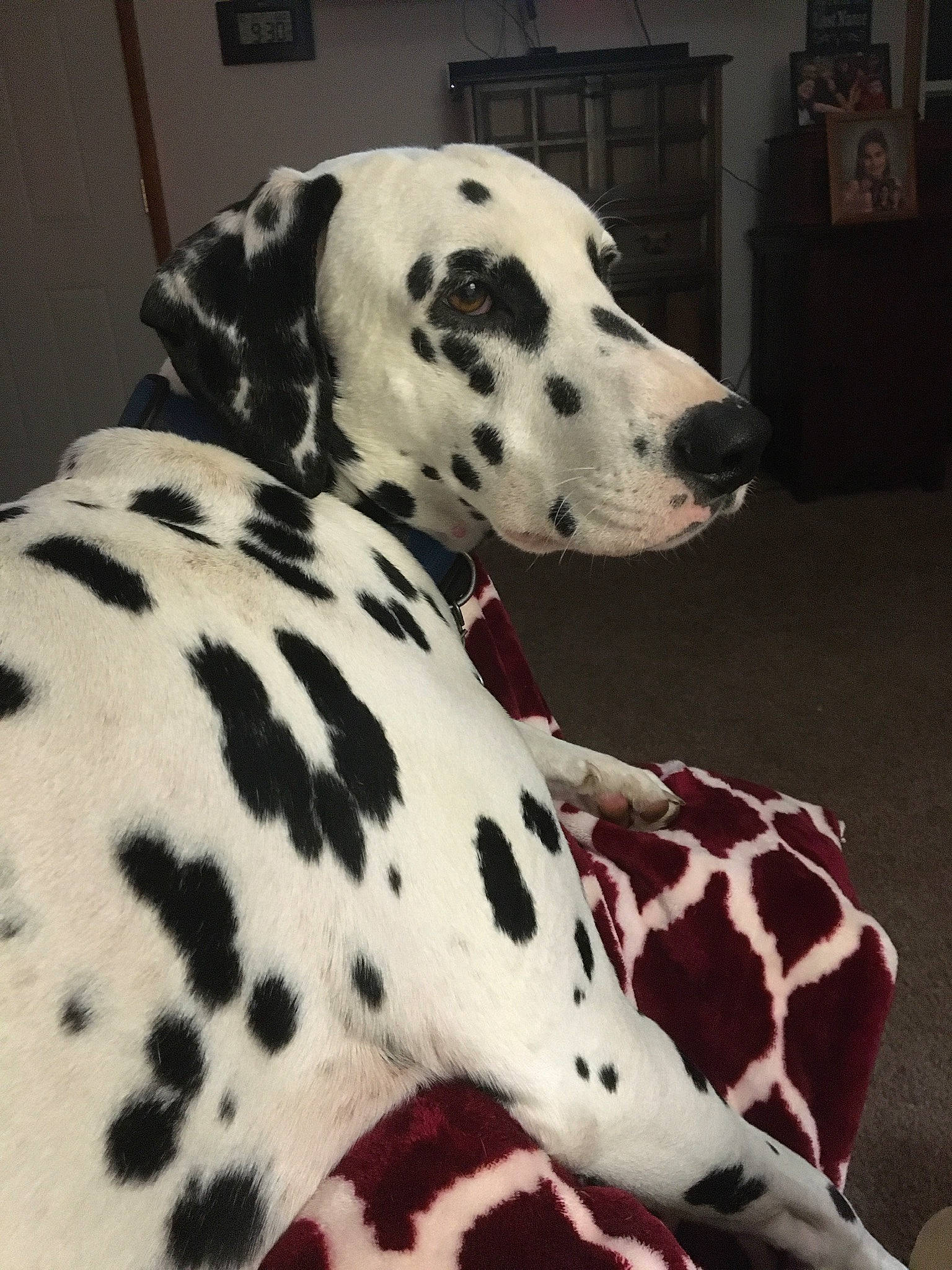 Clyde is registered to the contest to win money with this photo: black, canidae, carnivore, collar, companion_dog, dalmatian, dog, dog_breed, dog_supply, fawn, fur, monochrome_photography, non_sporting_group, pattern, snout, sporting_group, terrestrial_animal, whiskers, white, working_animal