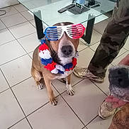 Uno a rejoint le concours — aidez-le/la à gagner de superbes lots ! another_dog, brown_dog, camo_pants, casual, close_up, decor, dog, floor_tiles, flower_lei, funny, glass_table, glasses, hand, indoor, living_room, person, pet_accessory, remote_control, seated_dog, shoes