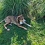 animal, brown_dog, daytime, dog, flower, garden, grass, greenery, laying_down, leaf, nature, outdoor, peaceful, pet, plant, relaxing, shade, summer, sunlight, white_paws
