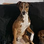 Uno a rejoint le concours — aidez-le/la à gagner de superbes lots ! animal, brown_dog, canine, companion, couch, curious, cute, dog, domestic, friendship, furniture, indoor, looking_at_camera, pets, portrait, relaxed, seated, shadow, two_dogs, white_markings