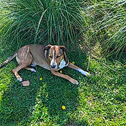Uno participe au concours pour gagner de l'argent avec cette photo : animal, brown_dog, dandelion, daylight, dog, flora, garden, grass, greenery, leaf, lying_down, nature, outdoor, peaceful, pet, plant, relaxed, shadow, summer, sunlight
