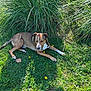 animal, brown_dog, dandelion, daylight, dog, flora, garden, grass, greenery, leaf, lying_down, nature, outdoor, peaceful, pet, plant, relaxed, shadow, summer, sunlight