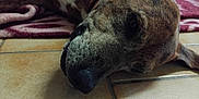 Lucky a rejoint le concours — aidez-le/la à gagner de superbes lots ! dog, brindle, close_up, lying_down, floor, tile, blanket, pet, animal, relaxed, snout, fur, indoor, resting, canine, portrait, muzzle, calm, domestic_animal, sleepy