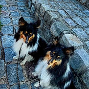 Tisuricate participe au concours pour gagner de l'argent avec cette photo : black, brown, canine, cobblestone, companions, daylight, dog, furry, leash, nature, outdoor, pets, quiet, resting, shetland_sheepdog, sidewalk, stone_steps, two_animals, white, wooden_spool