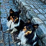 black, brown, canine, cobblestone, companions, daylight, dog, furry, leash, nature, outdoor, pets, quiet, resting, shetland_sheepdog, sidewalk, stone_steps, two_animals, white, wooden_spool