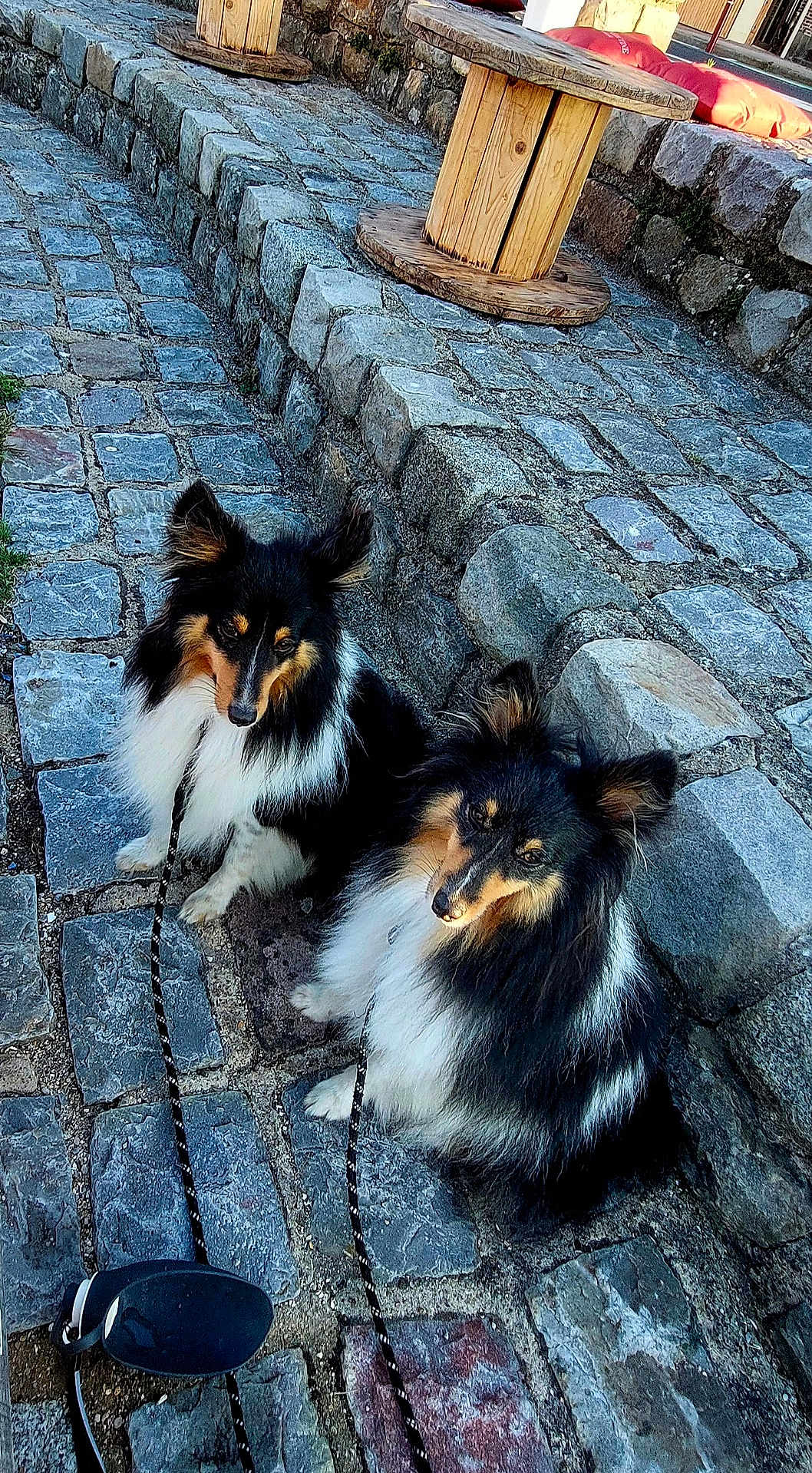 Tisuricate participe au concours pour gagner de l'argent avec cette photo : black, brown, canine, cobblestone, companions, daylight, dog, furry, leash, nature, outdoor, pets, quiet, resting, shetland_sheepdog, sidewalk, stone_steps, two_animals, white, wooden_spool