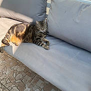 Pénélope a rejoint le concours — aidez-le/la à gagner de superbes lots ! animal, bench, cat, comfort, cushion, domestic_animal, feline, floor, gray, outdoor, pattern, pet, relaxed, resting, shadows, stone, striped, sunlight, sunny, tabby_cat