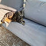animal, bench, cat, comfort, cushion, domestic_animal, feline, floor, gray, outdoor, pattern, pet, relaxed, resting, shadows, stone, striped, sunlight, sunny, tabby_cat