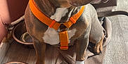 Haya a rejoint le concours — aidez-le/la à gagner de superbes lots ! animal, bandaged_paw, brown_coat, canine, curtains, dog, domestic, ears, eyes, flooring, indoor, mat, orange_harness, pet, sitting, snout, wall, water_bowl, white_chest, wooden_paneling