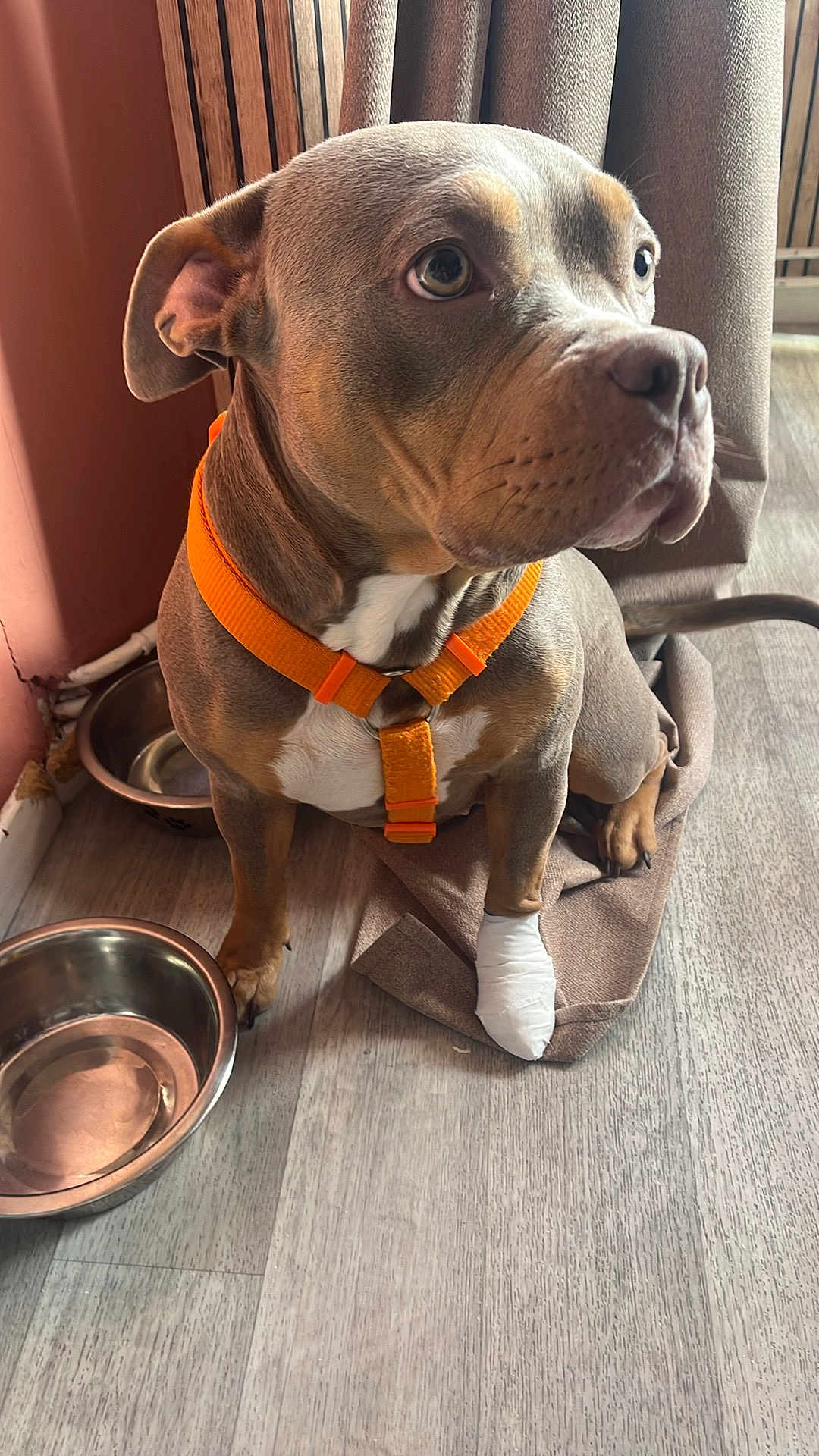 Haya a rejoint le concours — aidez-le/la à gagner de superbes lots ! animal, bandaged_paw, brown_coat, canine, curtains, dog, domestic, ears, eyes, flooring, indoor, mat, orange_harness, pet, sitting, snout, wall, water_bowl, white_chest, wooden_paneling