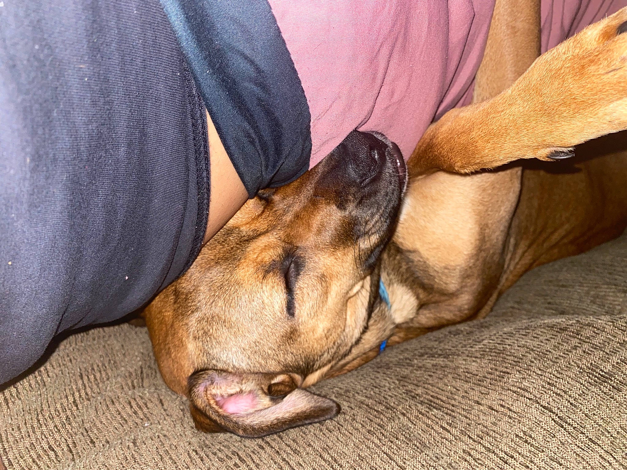 Bambi is registered to the contest to win money with this photo: carnivore, comfort, companion_dog, dog, dog_breed, elbow, fawn, foot, fur, human_leg, lap, liver, nail, paw, sitting, snout, sporting_group, whiskers, wood, working_animal