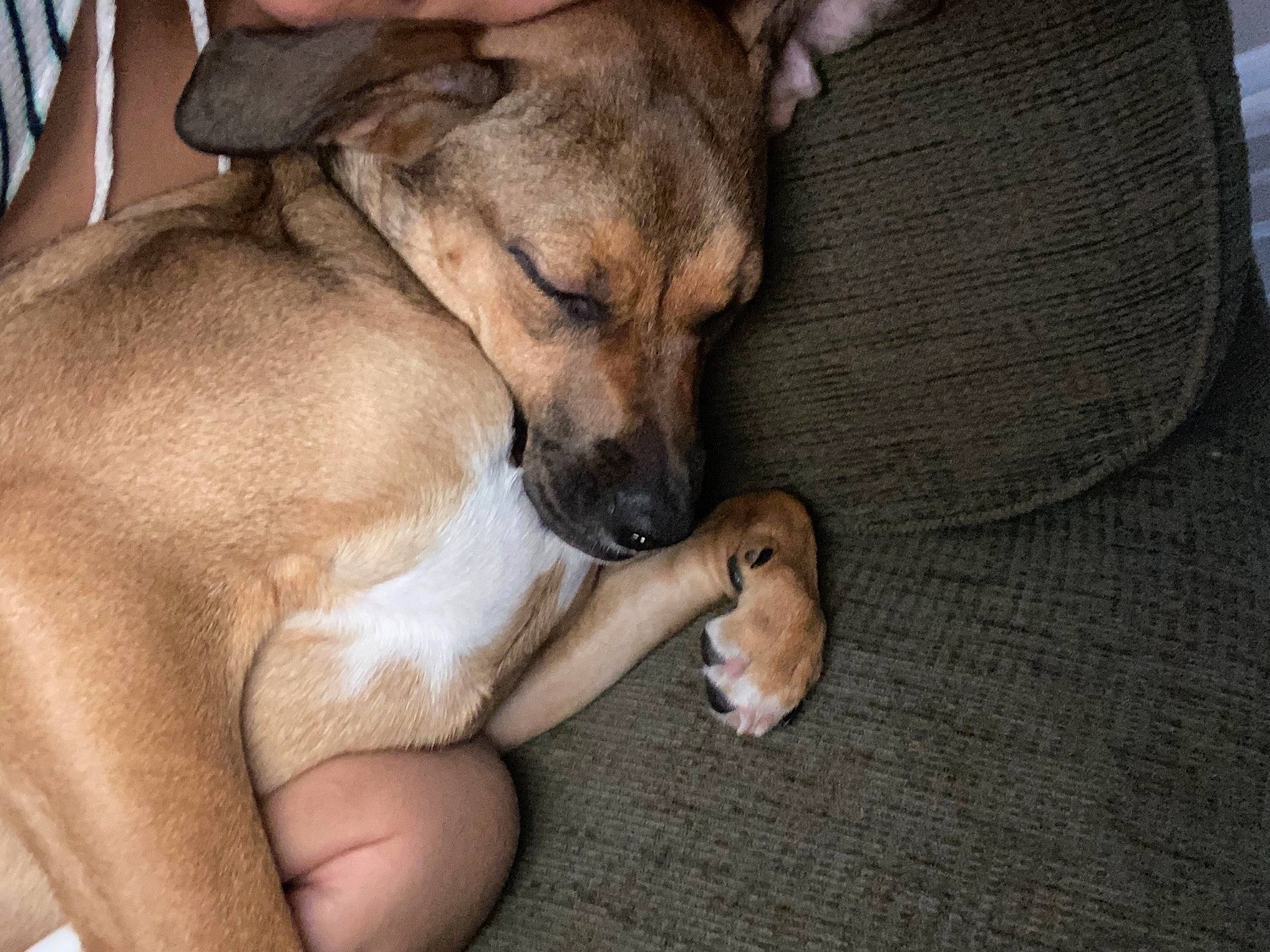 Bambi joined the competition — help win amazing prizes! canidae, carnivore, comfort, companion_dog, dog, dog_breed, fawn, fur, kitchen_utensil, nap, non_sporting_group, paw, puppy_love, sleep, sporting_group, street_dog, tableware, watch, whiskers, working_animal