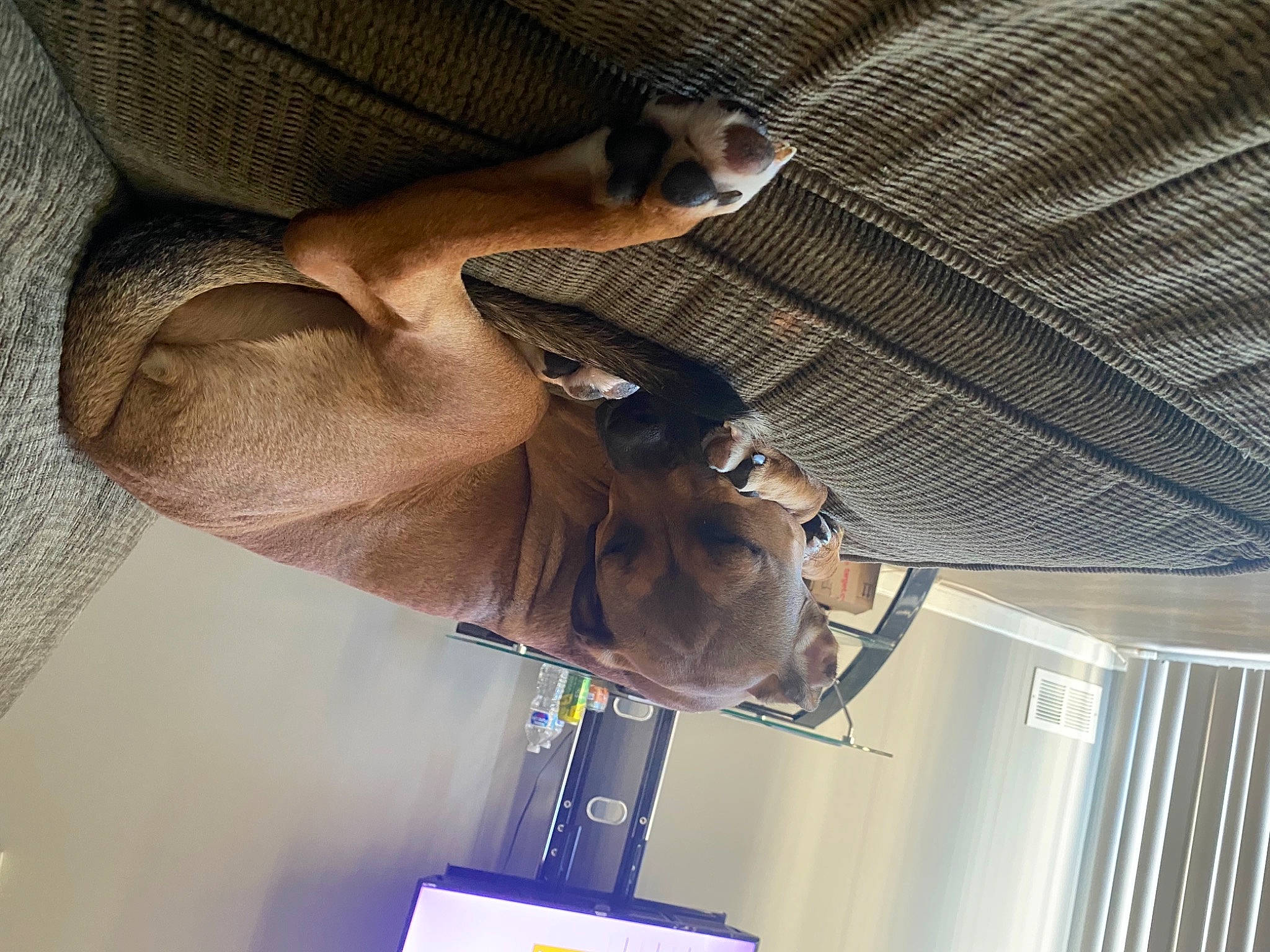 Bambi is registered to the contest to win money with this photo: carnivore, ceiling, chest, comfort, companion_dog, dog, elbow, eyewear, fawn, foot, glasses, human_leg, knee, machine, mesh, sunglasses, thigh, vertebrate, wood, wrist