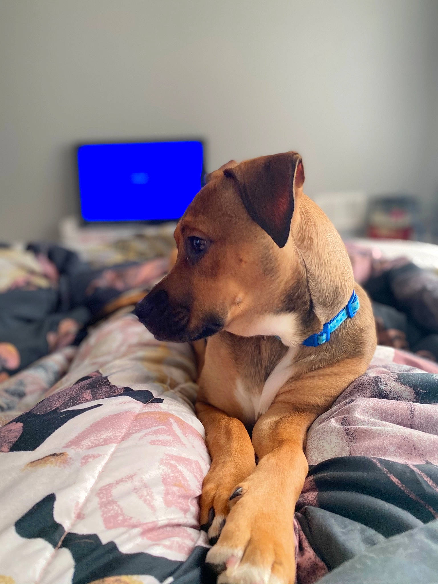 Bambi joined the competition — help win amazing prizes! canidae, carnivore, collar, comfort, companion_dog, computer, dog, dog_breed, dog_collar, dog_supply, event, fawn, fur, laptop, linens, personal_computer, pet_supply, sporting_group, whiskers, working_animal