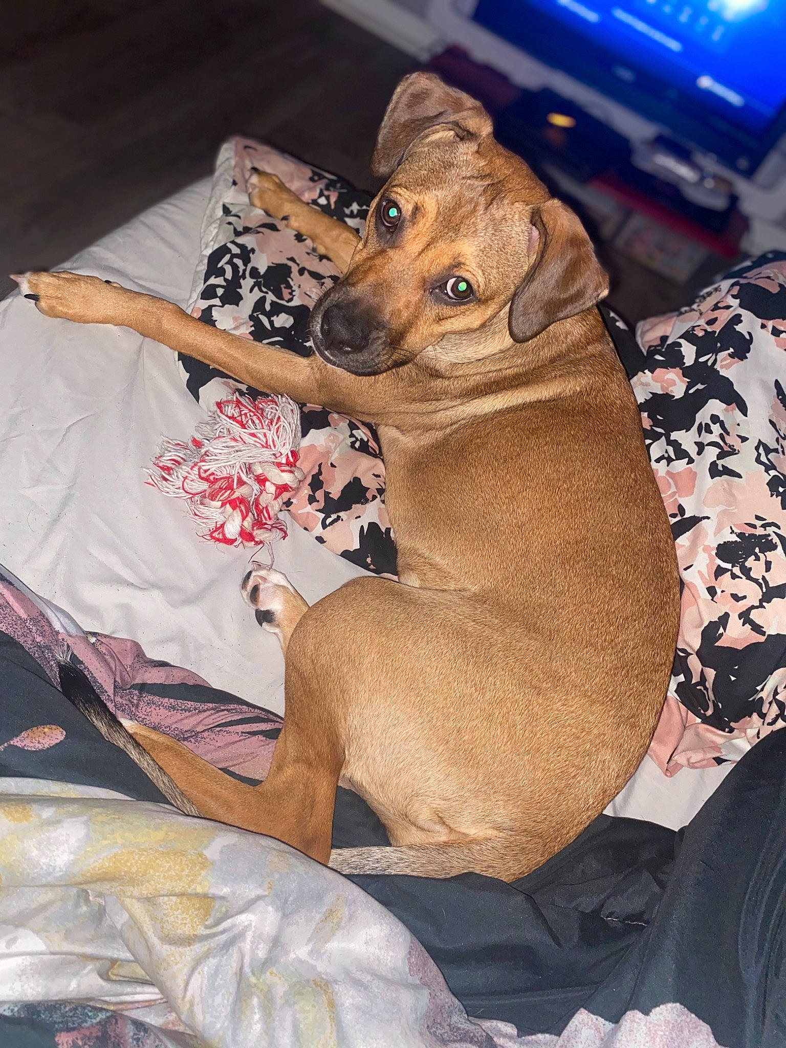 Bambi is registered to the contest to win money with this photo: brown, canidae, carnivore, comfort, companion_dog, dog, dog_breed, dog_supply, fawn, felidae, fur, liver, paw, small_to_medium_sized_cats, snout, sporting_group, terrestrial_animal, toy, whiskers, working_animal