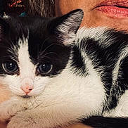 Moo joined the competition — help win amazing prizes! kitten, cat, black_and_white, close_up, pet, cute, fur, animal, face, eyes, person, skin, lips, pink_clothing, snuggling, domestic_animal, young, whiskers, indoor, cuddling