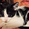 kitten, cat, black_and_white, close_up, pet, cute, fur, animal, face, eyes, person, skin, lips, pink_clothing, snuggling, domestic_animal, young, whiskers, indoor, cuddling