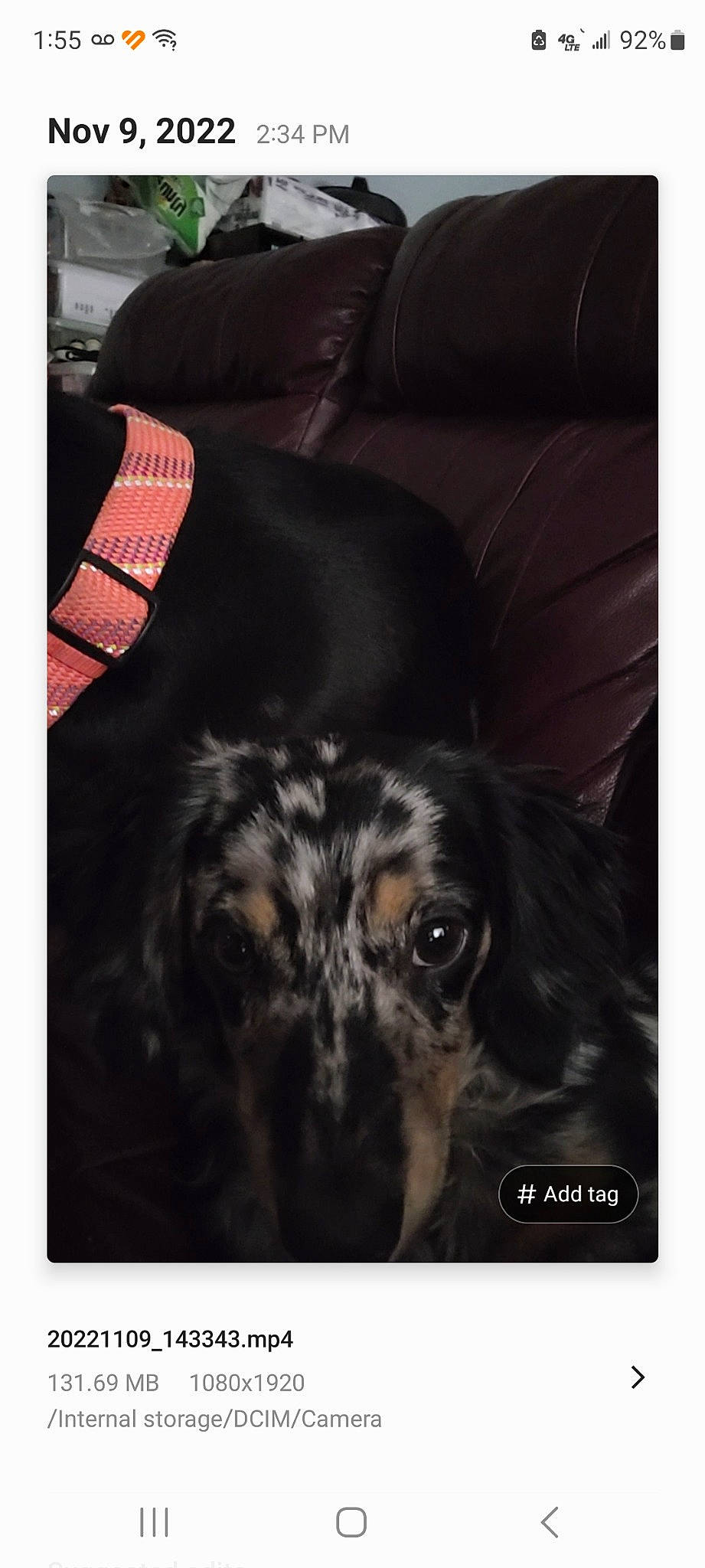 Apolo joined the competition — help win amazing prizes! beauty, carnivore, comfort, companion_dog, couch, darkness, dog, dog_breed, fur, linens, rectangle, sleeve, sporting_group, square, whiskers, working_animal