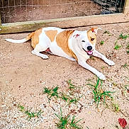 Duchess joined the competition — help win amazing prizes! dog, canine, pet, outdoor, dirt, gravel, grass, fence, lying_down, smiling, tongue_out, white_and_brown, short_hair, muzzle, ears, paws, happy, backyard, ground, portrait