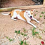 dog, canine, pet, outdoor, dirt, gravel, grass, fence, lying_down, smiling, tongue_out, white_and_brown, short_hair, muzzle, ears, paws, happy, backyard, ground, portrait