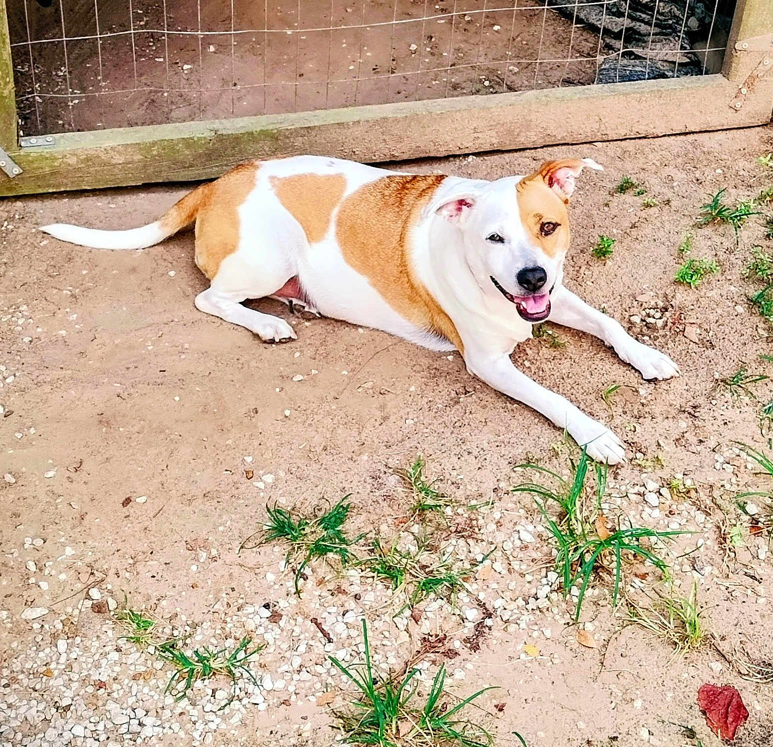 Duchess joined the competition — help win amazing prizes! dog, canine, pet, outdoor, dirt, gravel, grass, fence, lying_down, smiling, tongue_out, white_and_brown, short_hair, muzzle, ears, paws, happy, backyard, ground, portrait