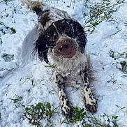 Tobby a rejoint le concours — aidez-le/la à gagner de superbes lots ! animal, black, brown, cold, curious, dog, eyes, fur, grass, ground, muzzle, nature, outdoor, paw, pet, playful, snow, wet, white, winter