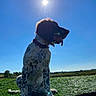 Tobby a rejoint le concours — aidez-le/la à gagner de superbes lots ! animal, blue_sky, canine, collar, daylight, dog, field, grass, happy, landscape, nature, outdoor, panting, pet, silhouette, sitting, spot, summer, sun, sunlight