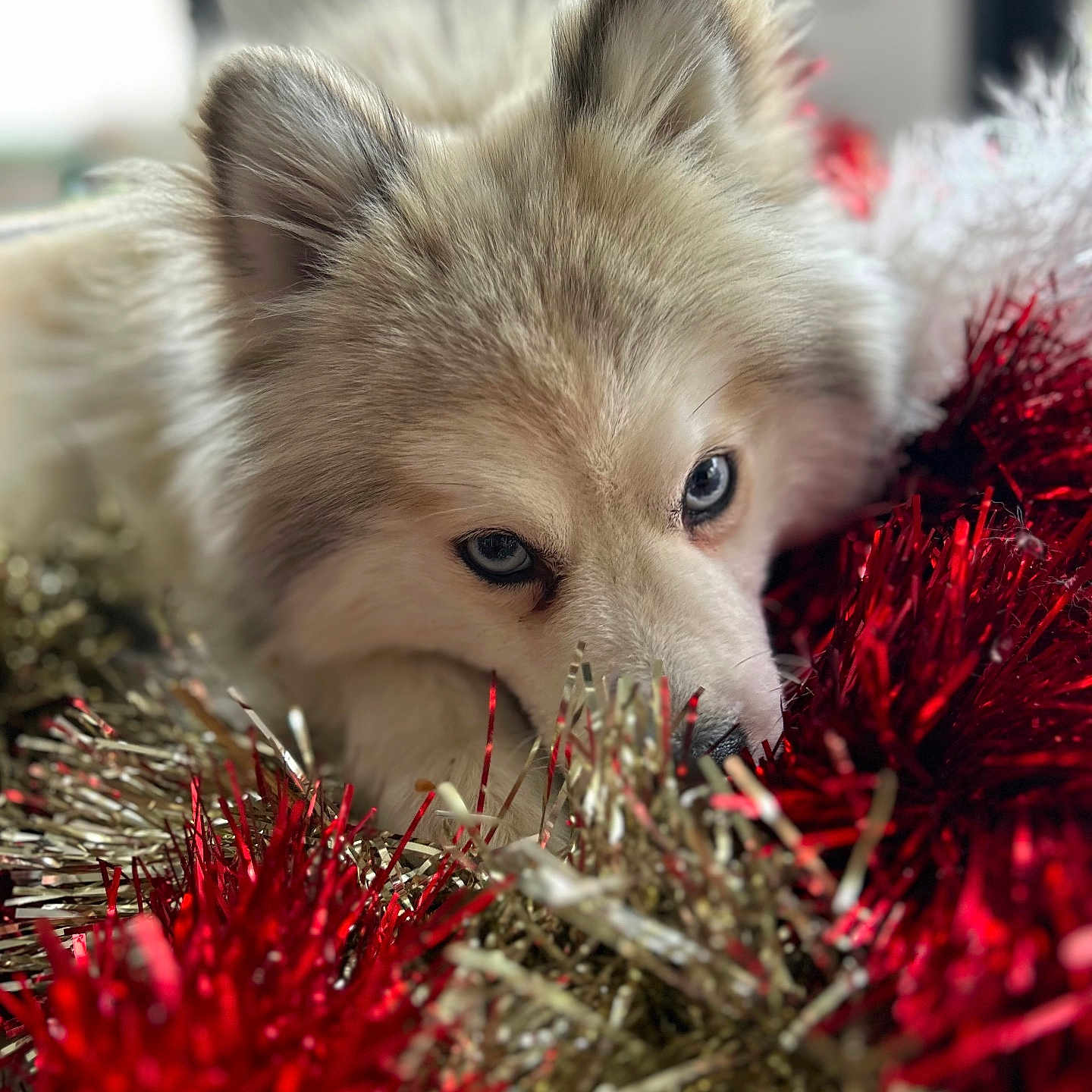 Yuki a rejoint le concours — aidez-le/la à gagner de superbes lots ! animal, arcticfox, canine, cat, christmas, christmasdecorations, clothing, dog, eskimodog, festival, fox, fur, husky, kitfox, kitten, pet, puppy, snout, whitedog, wolf