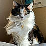 cat, calico, fluffy_fur, indoor, calendar, september, sunlight, pet, animal, portrait, whiskers, curious, feline, domestic_cat, soft_fur, closeup, household, cute, sitting, window_light