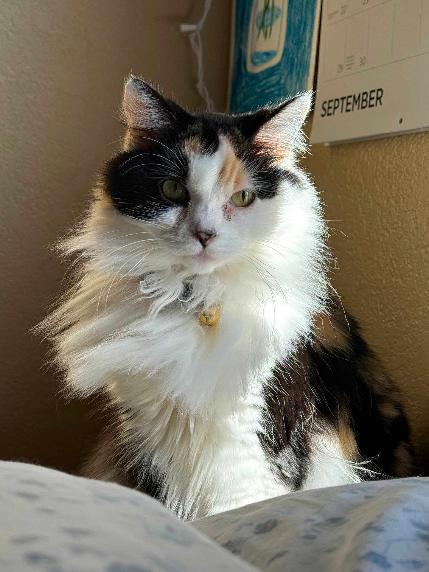 Elsa