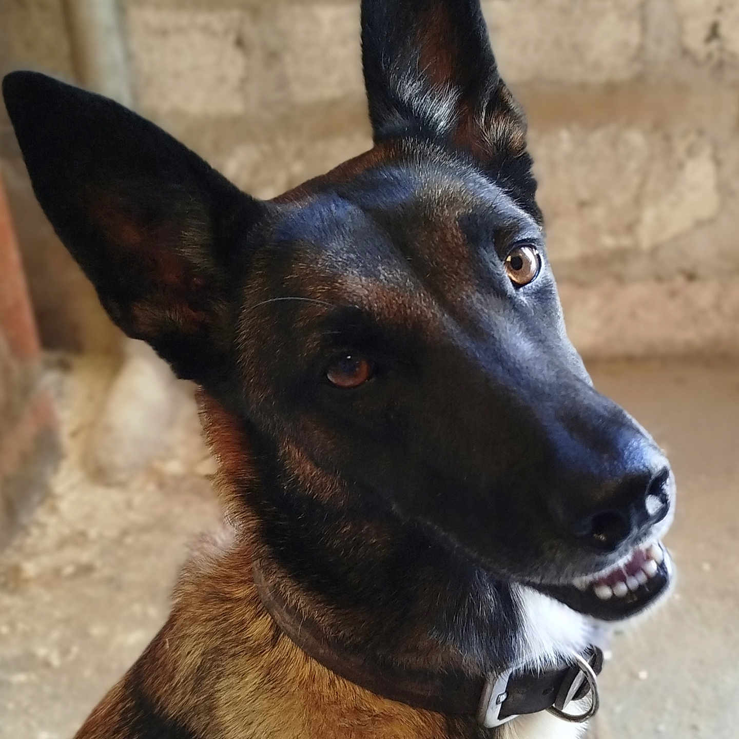 Charlie a rejoint le concours — aidez-le/la à gagner de superbes lots ! alert, animal, black, brown, canine, closeup, collar, cute, dog, ears, face, friendly, fur, indoor, looking, muzzle, pet, portrait, snout, teeth