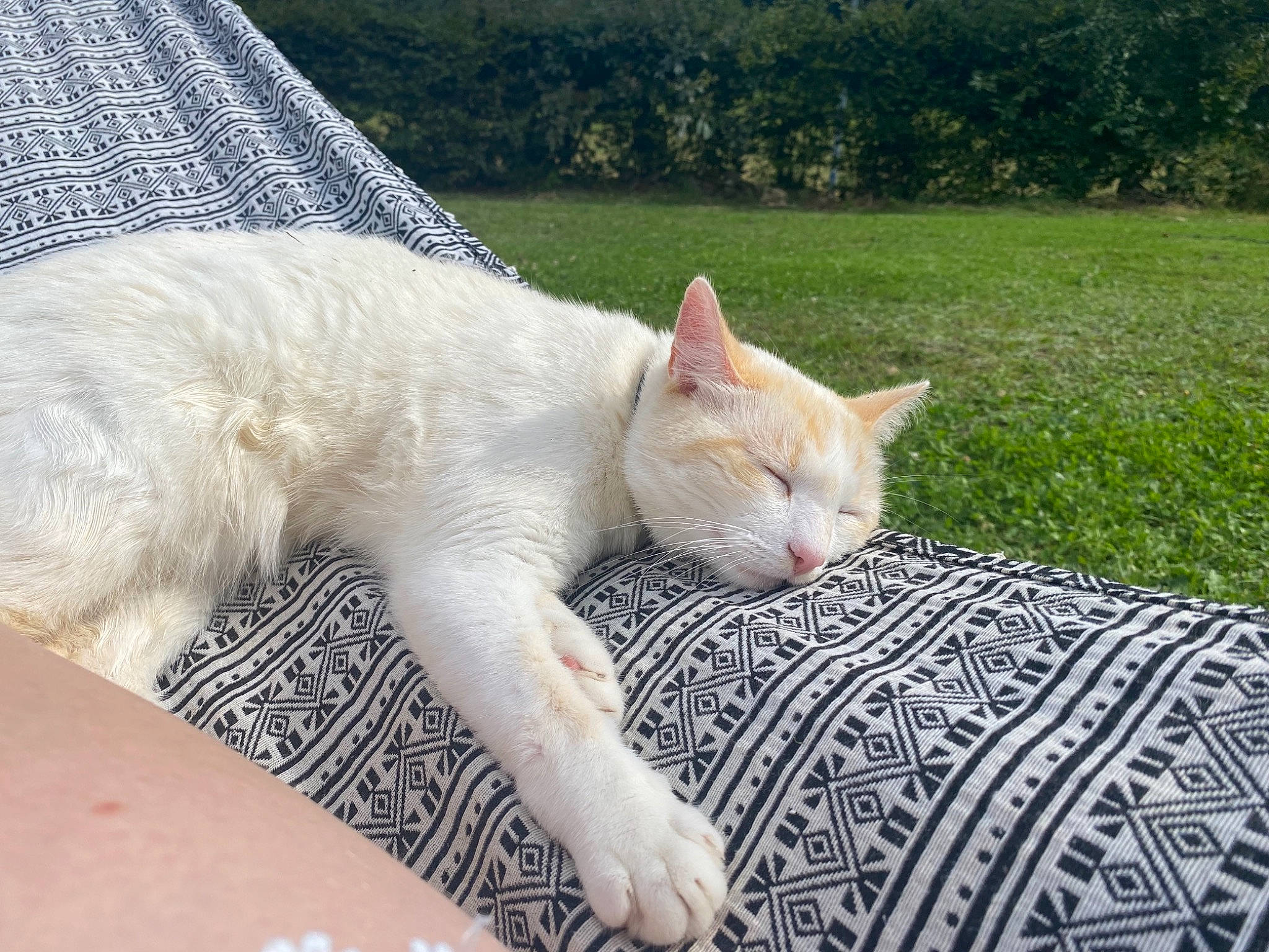 Denver a rejoint le concours — aidez-le/la à gagner de superbes lots ! carnivore, cat, claw, comfort, domestic_short_haired_cat, fawn, felidae, fur, grass, linens, nap, paw, plant, sitting, small_to_medium_sized_cats, snout, tail, terrestrial_animal, tree, whiskers