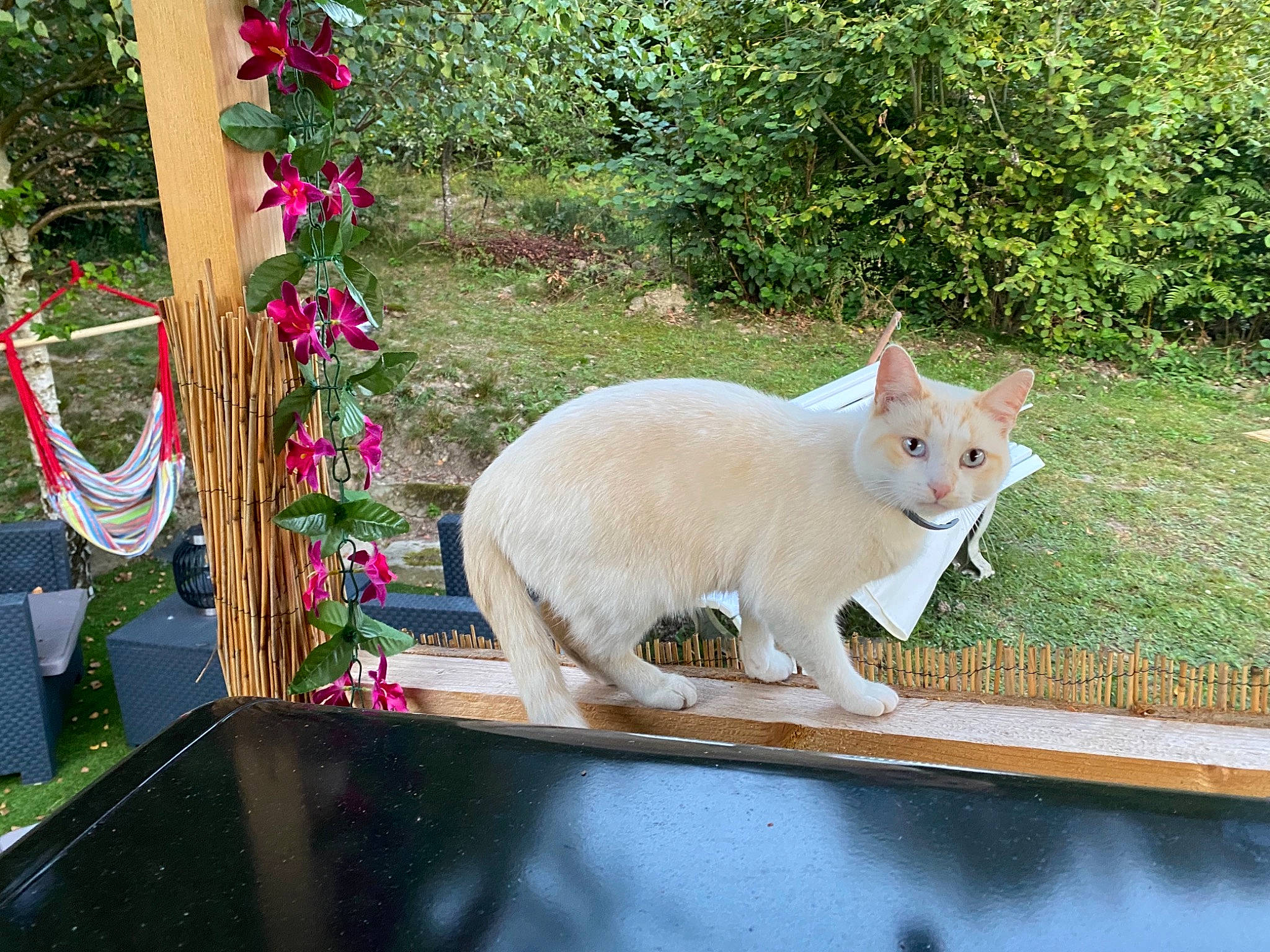 Denver a rejoint le concours — aidez-le/la à gagner de superbes lots ! carnivore, cat, domestic_short_haired_cat, fawn, felidae, flower, fur, garden, grass, pink, plant, shrub, small_to_medium_sized_cats, snout, tail, terrestrial_animal, tree, whiskers, wood, yard