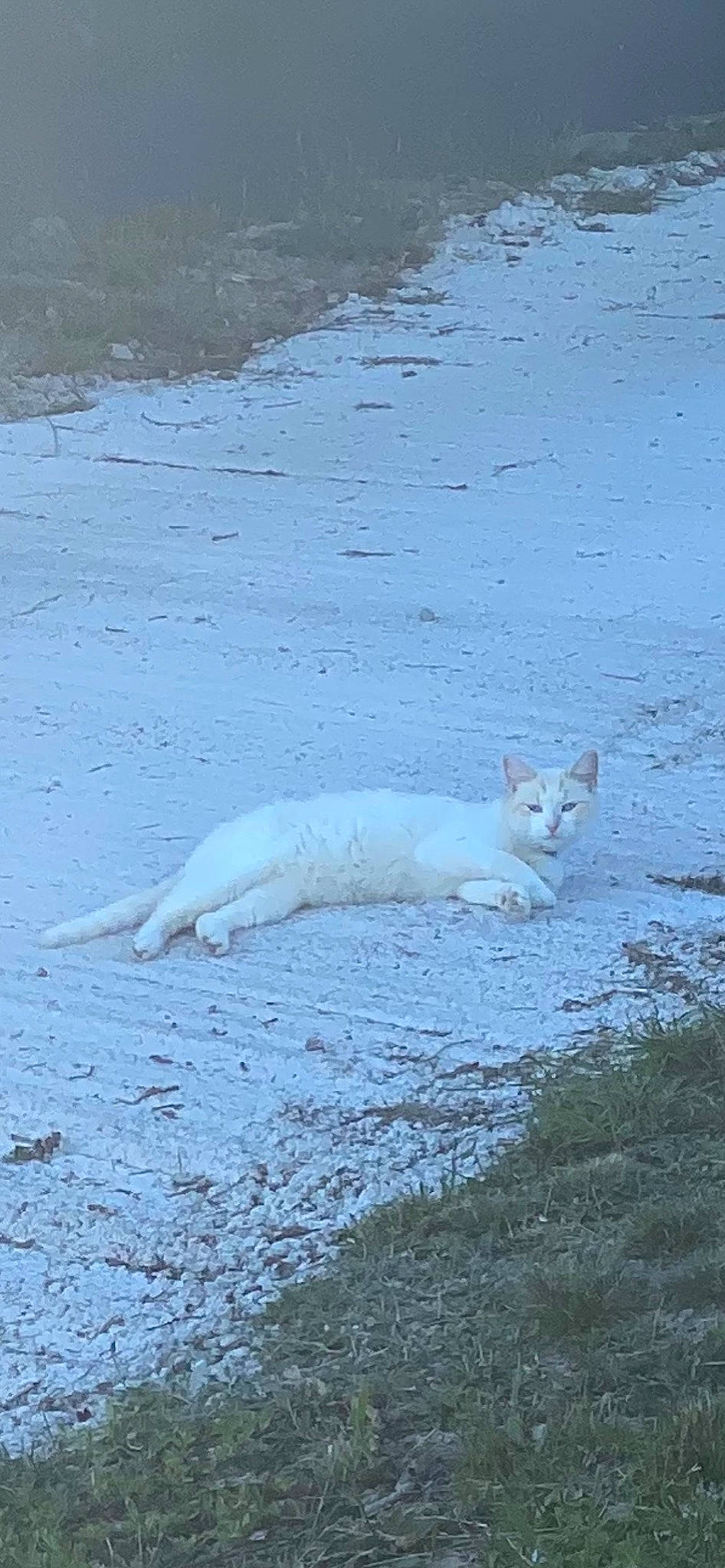 Denver a rejoint le concours — aidez-le/la à gagner de superbes lots ! arctic_ocean, canidae, carnivore, cat, felidae, fur, ice_cap, iceberg, marine_mammal, ocean, polar_ice_cap, sea_ice, seabird, small_to_medium_sized_cats, snout, tail, terrestrial_animal, water, whiskers, wind_wave