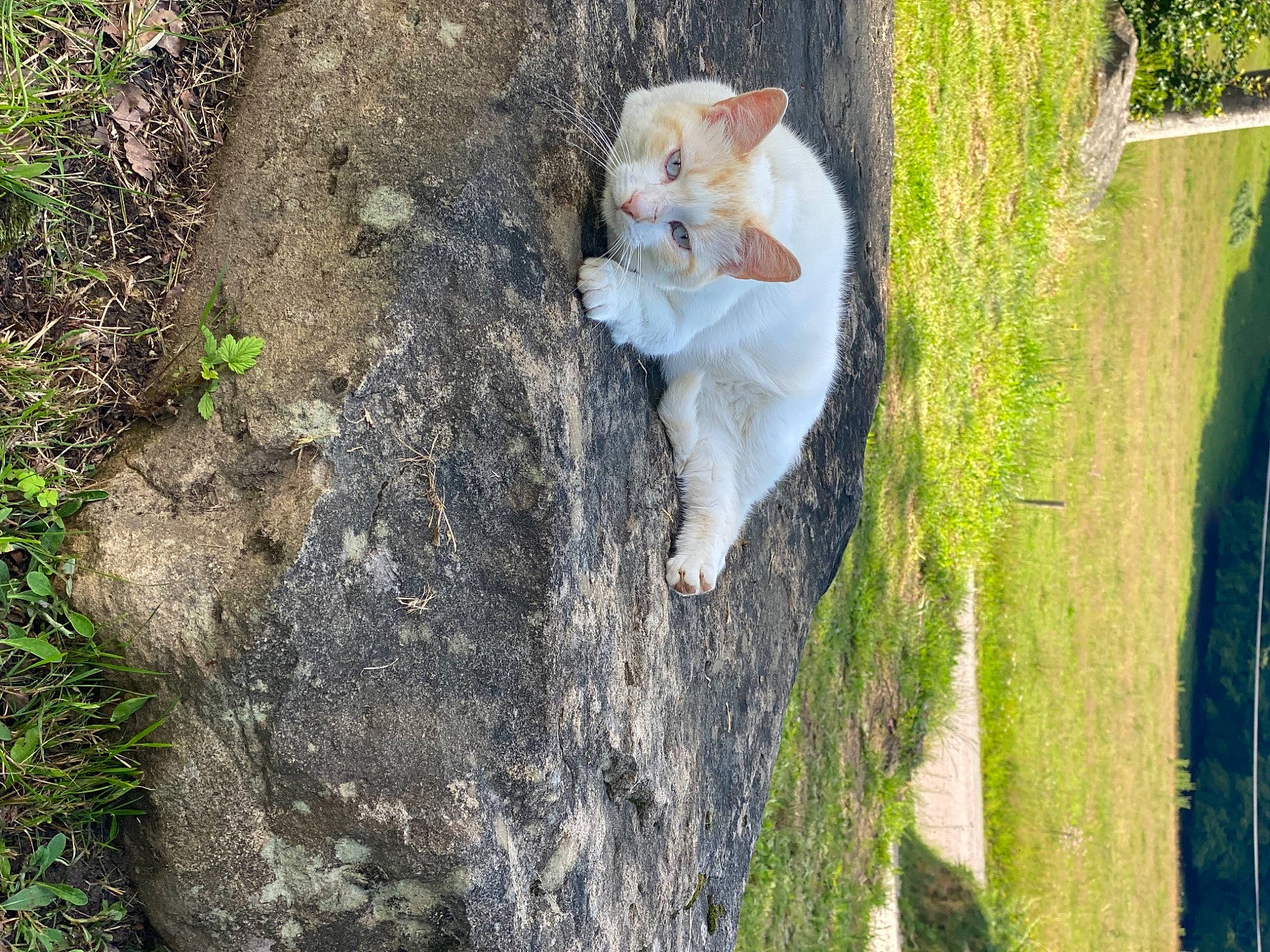 Denver a rejoint le concours — aidez-le/la à gagner de superbes lots ! carnivore, cat, companion_dog, dog_breed, fawn, felidae, grass, grass_family, landscape, lawn, nature, plant, small_to_medium_sized_cats, snout, tail, toy, tree, trunk, whiskers, wood