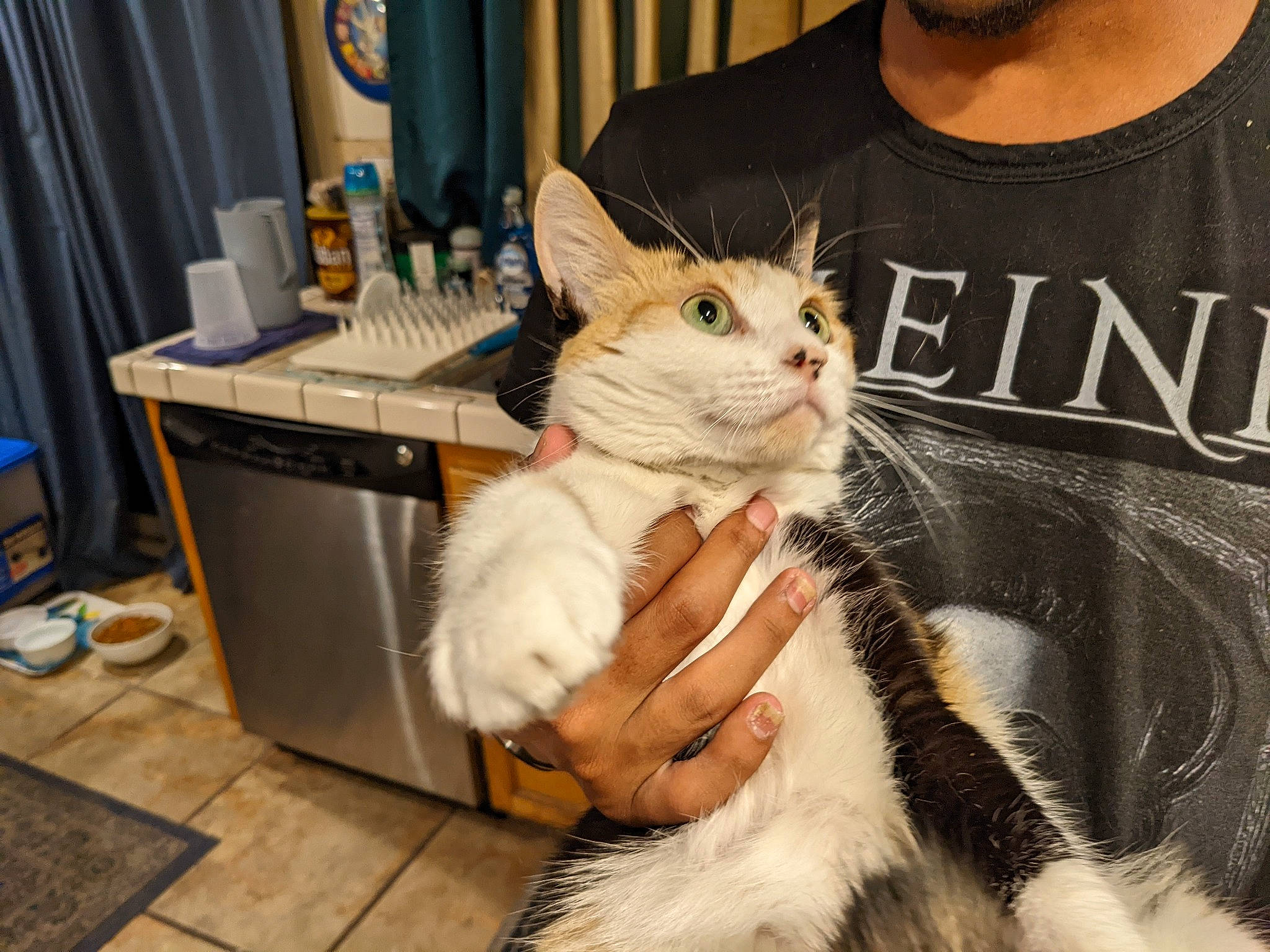 Gemma joined the competition — help win amazing prizes! carnivore, cat, chest, claw, curtain, domestic_short_haired_cat, drawer, fawn, felidae, flooring, fur, gesture, hardwood, lap, paw, sleeve, small_to_medium_sized_cats, t_shirt, tail, whiskers