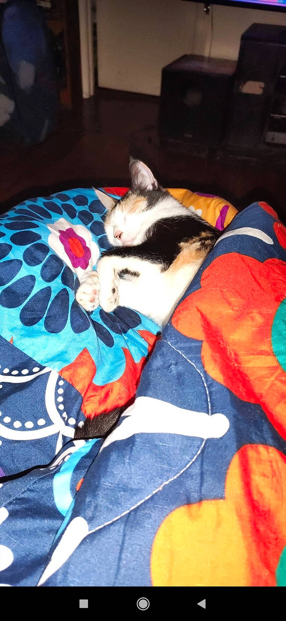 Gemma is registered to the contest to win money with this photo: bedding, canidae, carmine, carnivore, cat, comfort, domestic_short_haired_cat, electric_blue, fawn, felidae, fur, lap, linens, orange, pattern, paw, small_to_medium_sized_cats, stuffed_toy, tail, whiskers