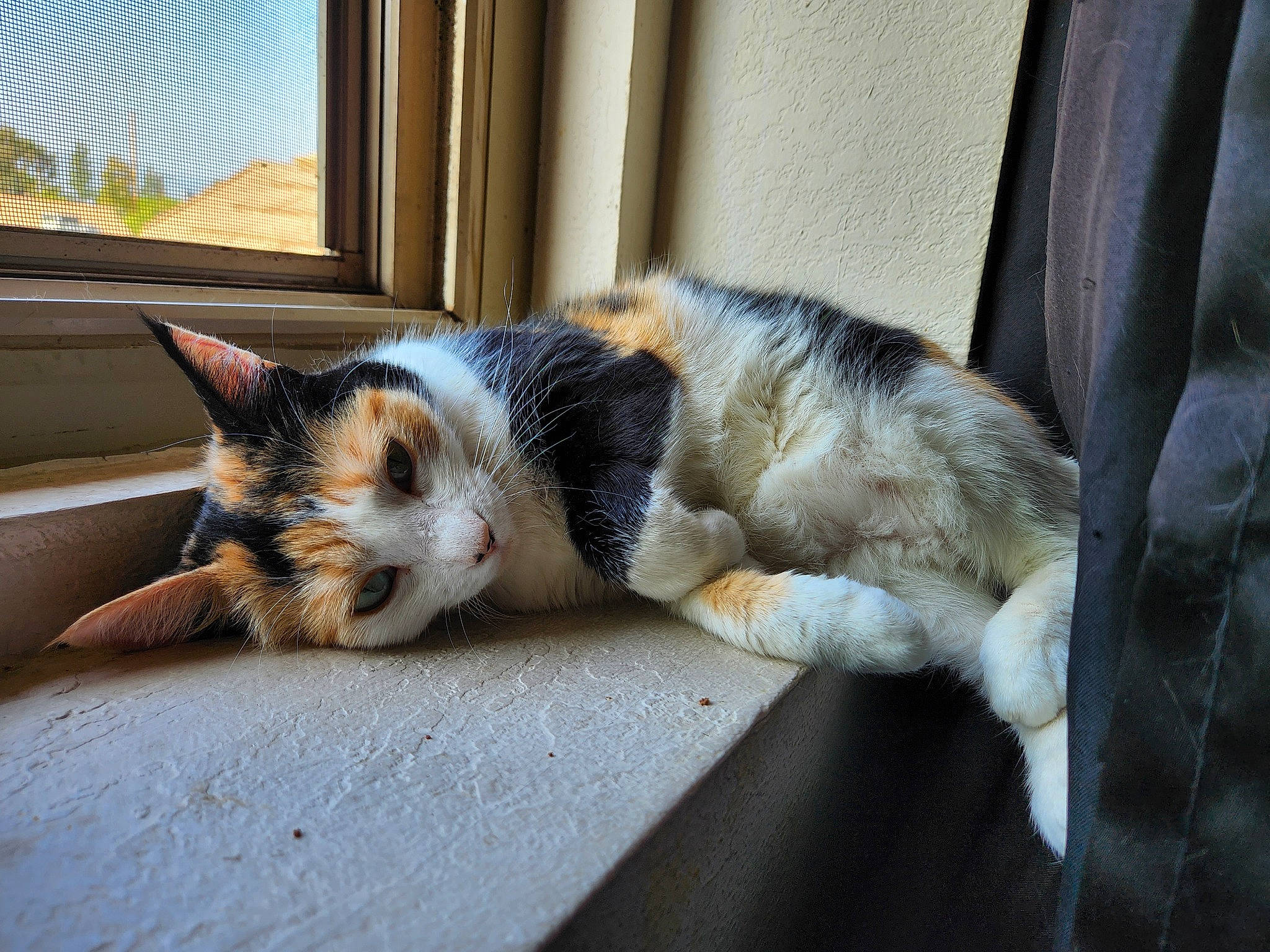 Gemma is registered to the contest to win money with this photo: carnivore, cat, claw, comfort, curtain, domestic_short_haired_cat, felidae, foot, fur, paw, porch, sitting, sky, small_to_medium_sized_cats, sporting_group, tail, terrestrial_animal, whiskers, window, wood